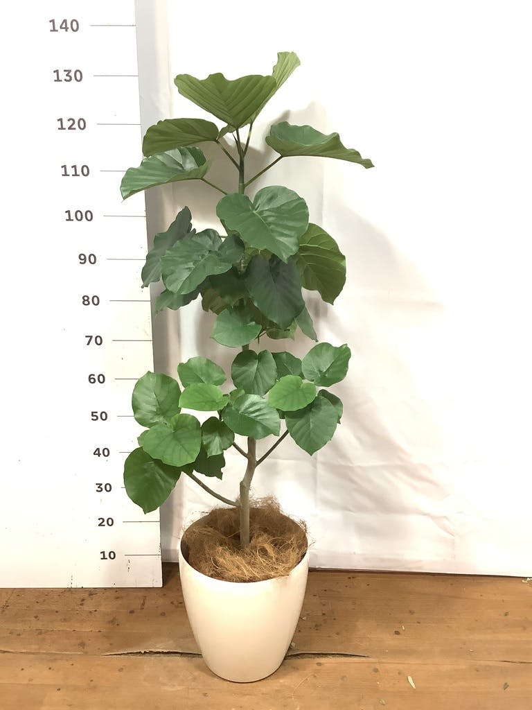 観葉植物 フィカス ウンベラータ 8号 ノーマル ラスターポット