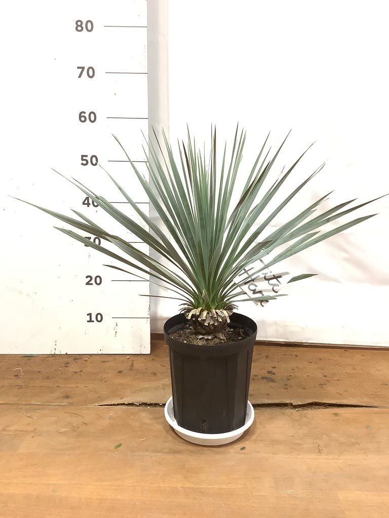 ユッカ T 10160_1.jpg