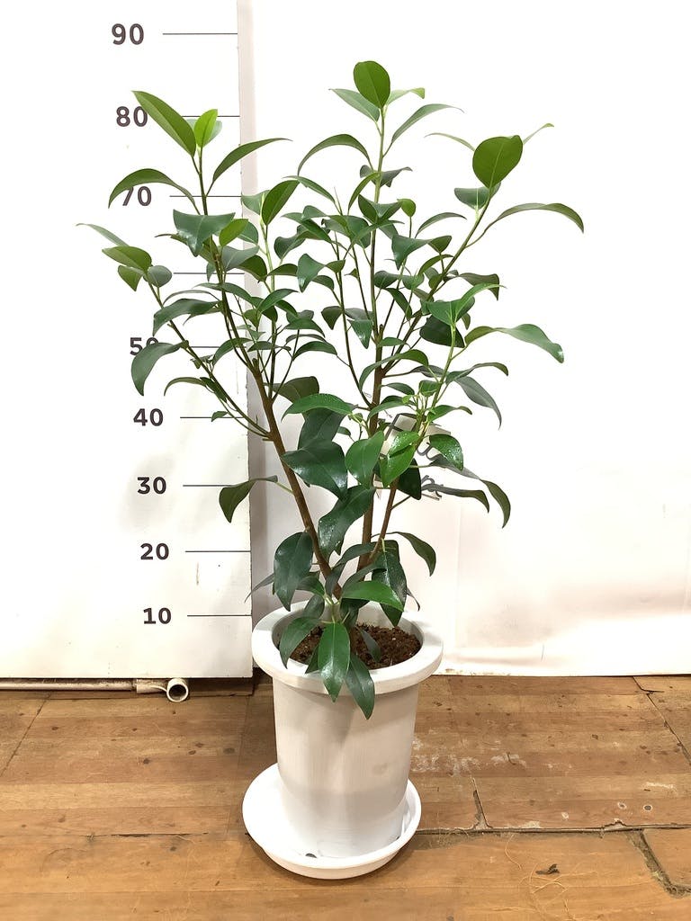 観葉植物 フランスゴムの木 7号 ノーマル プラスチック鉢 | 観葉植物