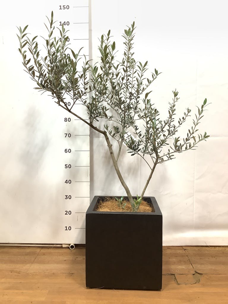 観葉植物 オリーブ 8号 創樹 ベータ キューブプランター 黒 付き