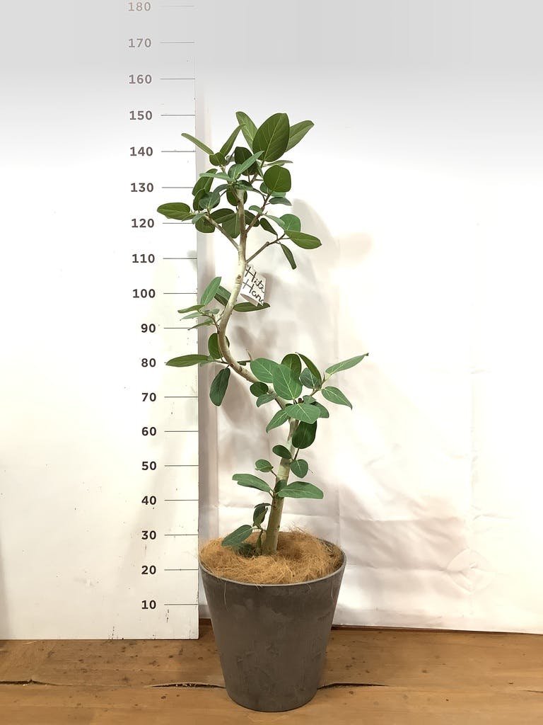 観葉植物 フィカス ベンガレンシス 8号 曲り プラスチック鉢