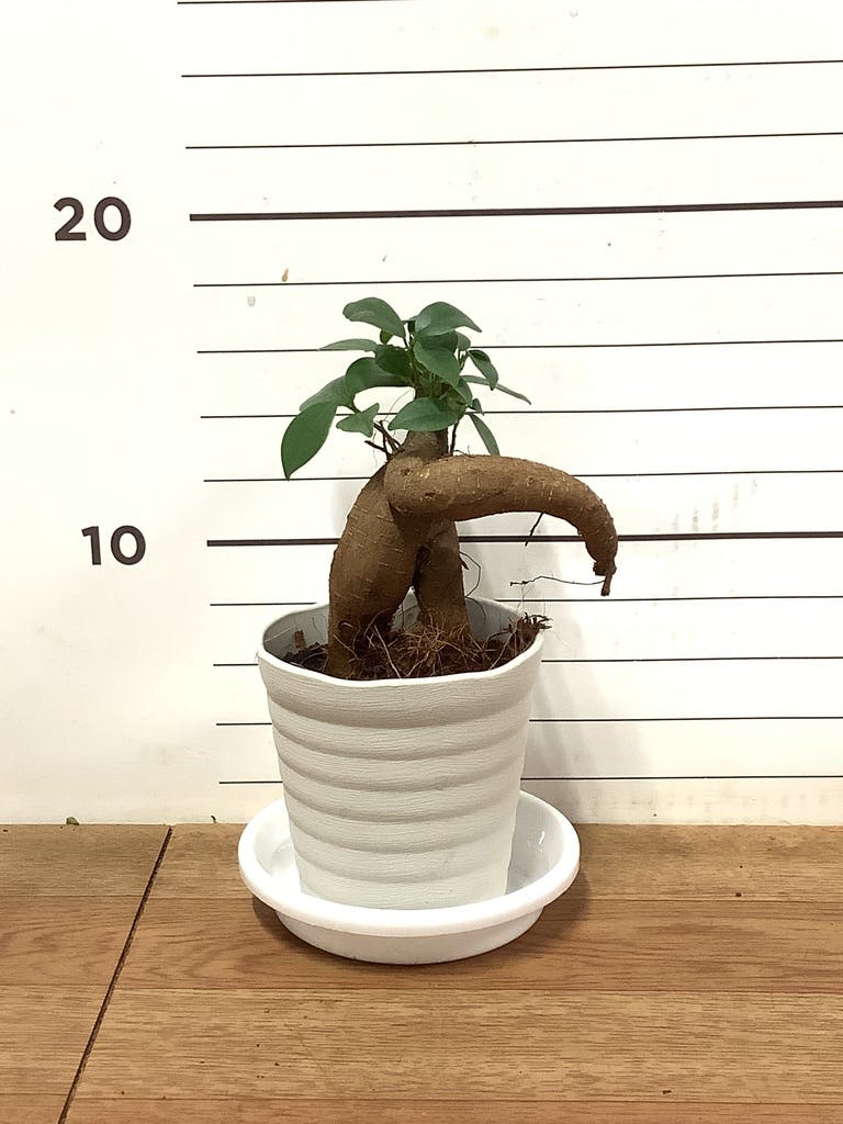 観葉植物 ガジュマル 3号 プラスチック鉢 | 観葉植物ならHitoHana(ひと