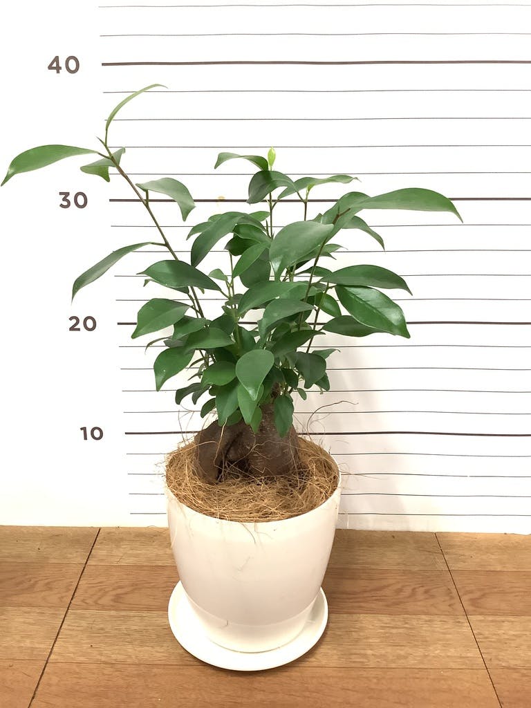 観葉植物 ガジュマル 4号 プラスチック鉢 | 観葉植物ならHitoHana(ひと