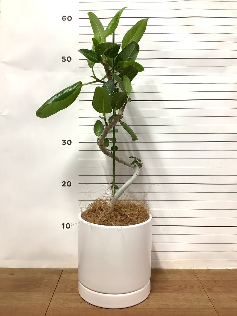 観葉植物 フィカス ベンガレンシス 4号 曲り オーセ 15 W 付き | 観葉