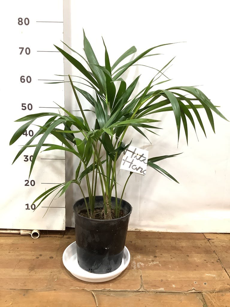 観葉植物 ケンチャヤシ 8号 プラスチック鉢 | 観葉植物ならHitoHana