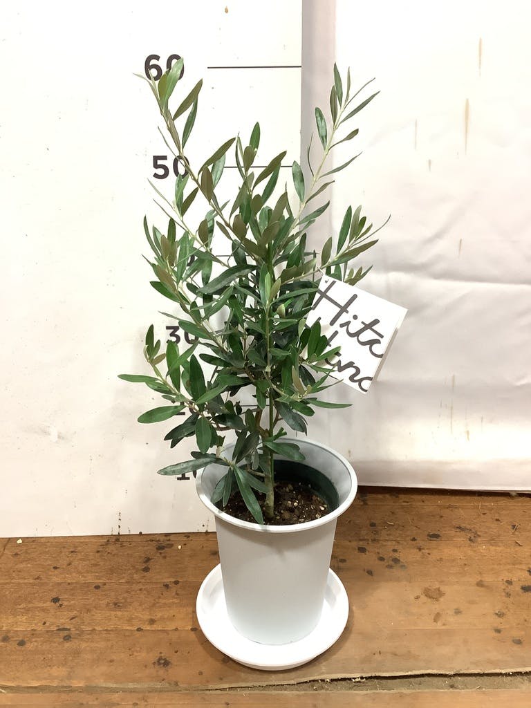 観葉植物 オリーブ 6号 チプレッシーノ ファイバークレイ white 付き