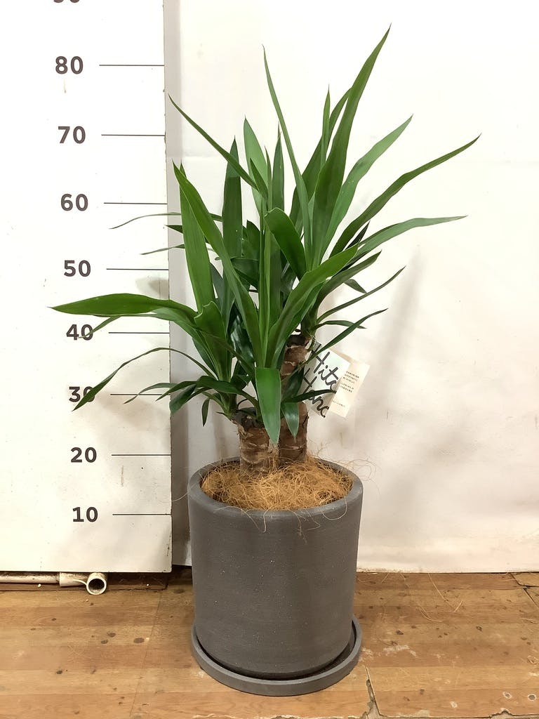 ユッカ 約120cm 黒ポット 観葉植物 ユッカ 6号 ノーマル ストーンウェア セラミック シリンダー
