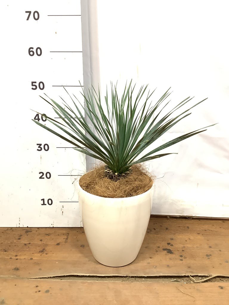 ユッカ ロストラータ 6号 | 観葉植物通販 HitoHana（ひとはな）