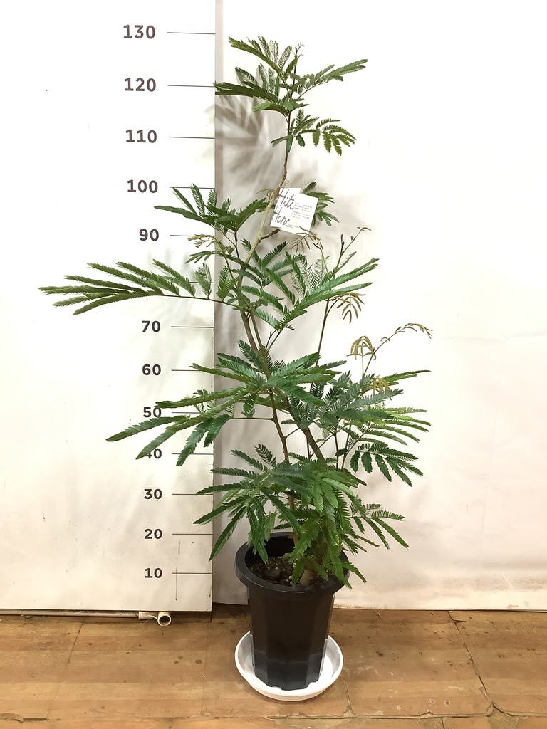 観葉植物 エバーフレッシュ【180cm】9号 プラスチック鉢 #69996 ※1都3