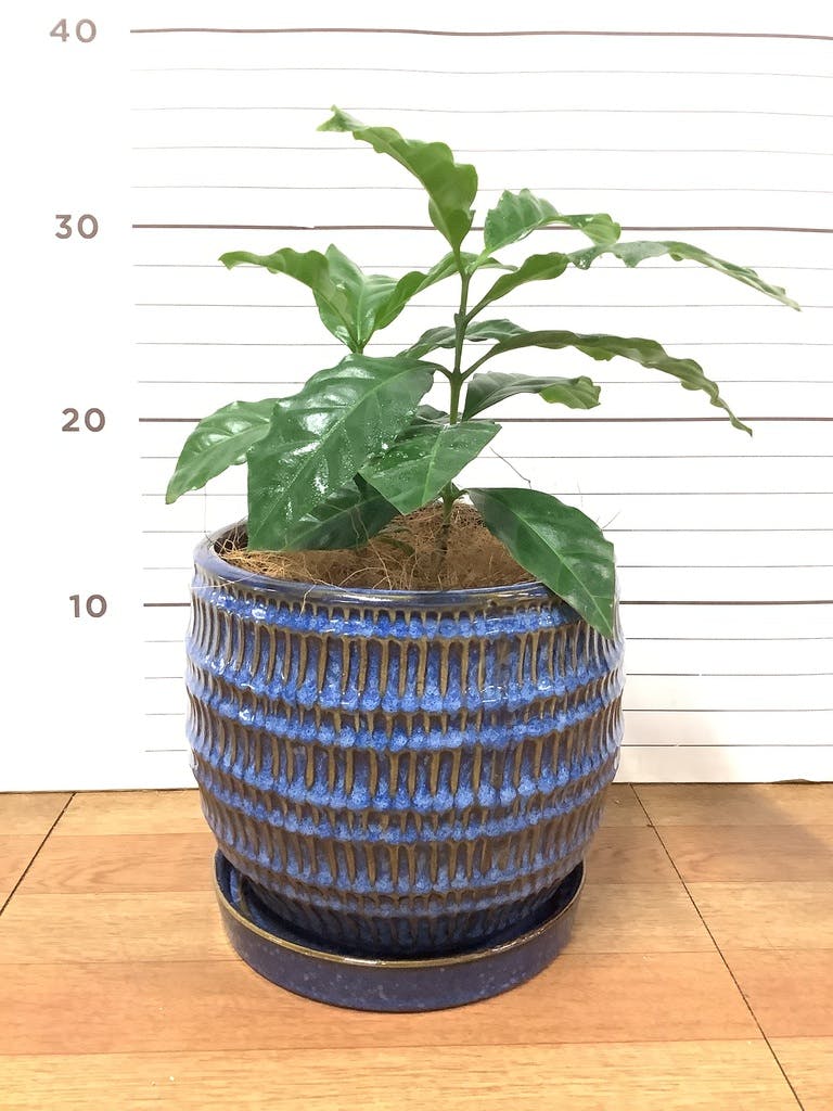観葉植物 コーヒーの木 4号 プラスチック鉢 | 観葉植物ならHitoHana