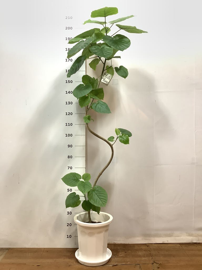 観葉植物 フィカス ウンベラータ 10号 曲がり プラスチック鉢 | 観葉植物ならHitoHana(ひとはな)