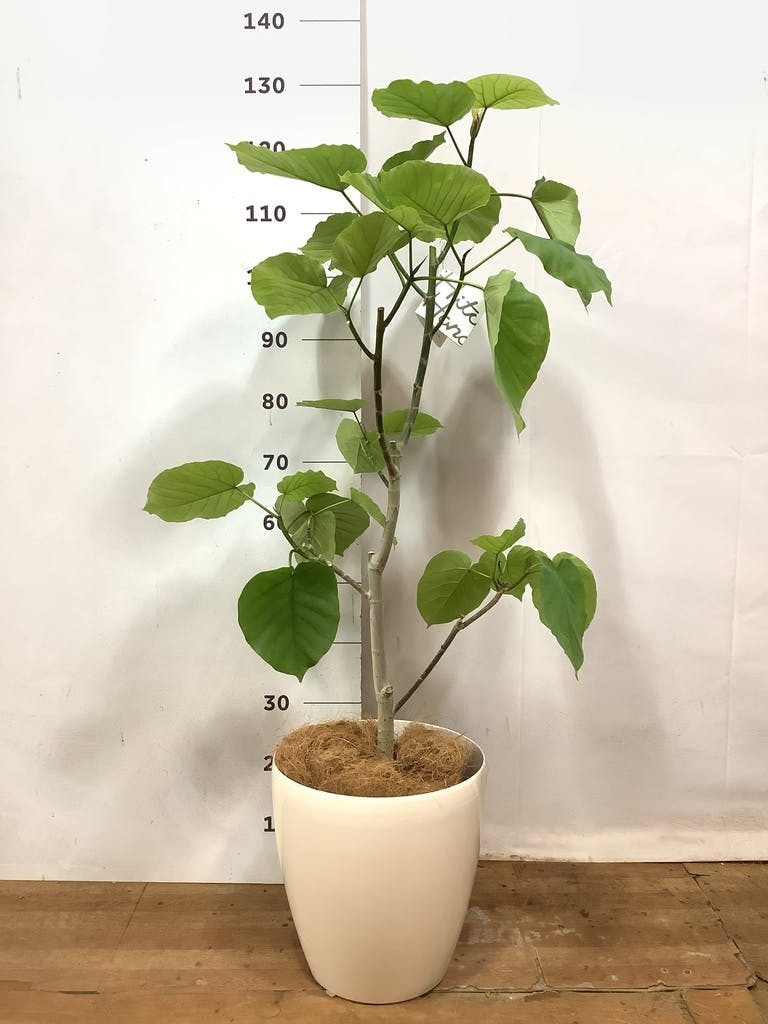 観葉植物 フィカス ウンベラータ 8号 ノーマル ラスターポット