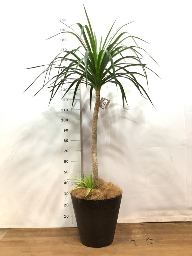 ドラセナ カンボジアーナ 10号 | 観葉植物通販HitoHana(ひとはな)
