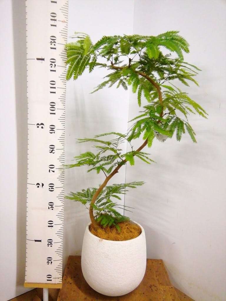 観葉植物 エバーフレッシュ 8号 曲り エコストーンwhite 付き