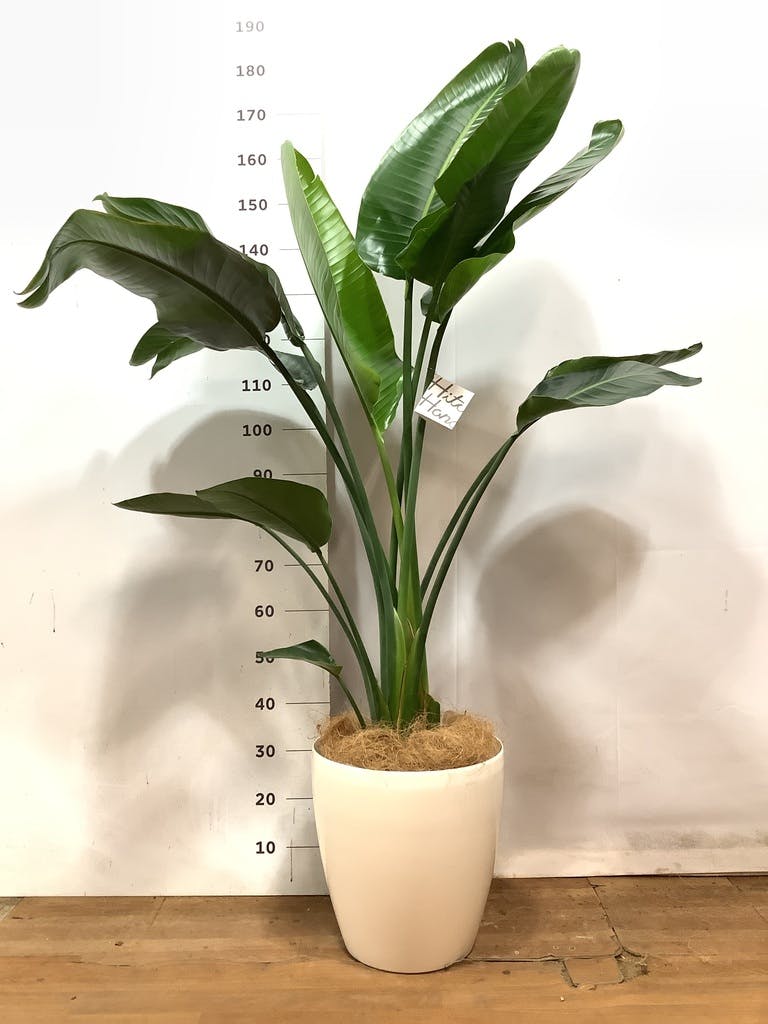 観葉植物 オーガスタ 10号 ウッドプランター | 観葉植物ならHitoHana