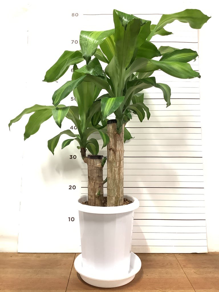 ドラセナ☆観葉植物 観葉植物 ドラセナ 6号 幸福の木 プラスチック鉢 | 観葉植物なら