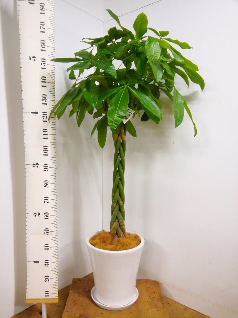 観葉植物 パキラ 10号 ねじり サブリナ 白 付き | 観葉植物なら
