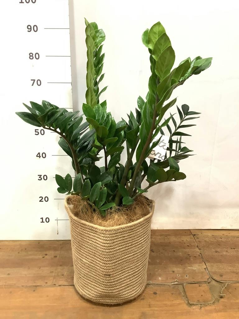 観葉植物 ザミオクルカス 8号 プラスチック鉢 | 観葉植物ならHitoHana