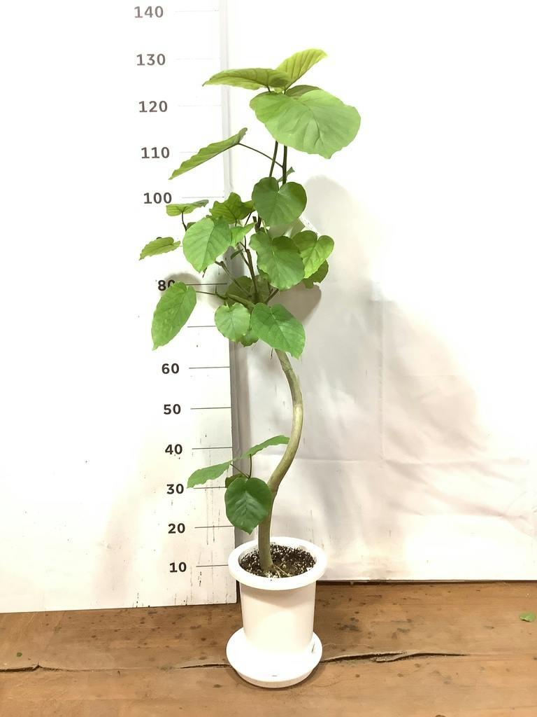 観葉植物 フィカスウンベラータ 7号 曲り プラスチック鉢 | 観葉植物