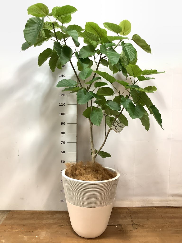 観葉植物 フィカス ウンベラータ 10号 ノーマル プラスチック鉢 | 観葉