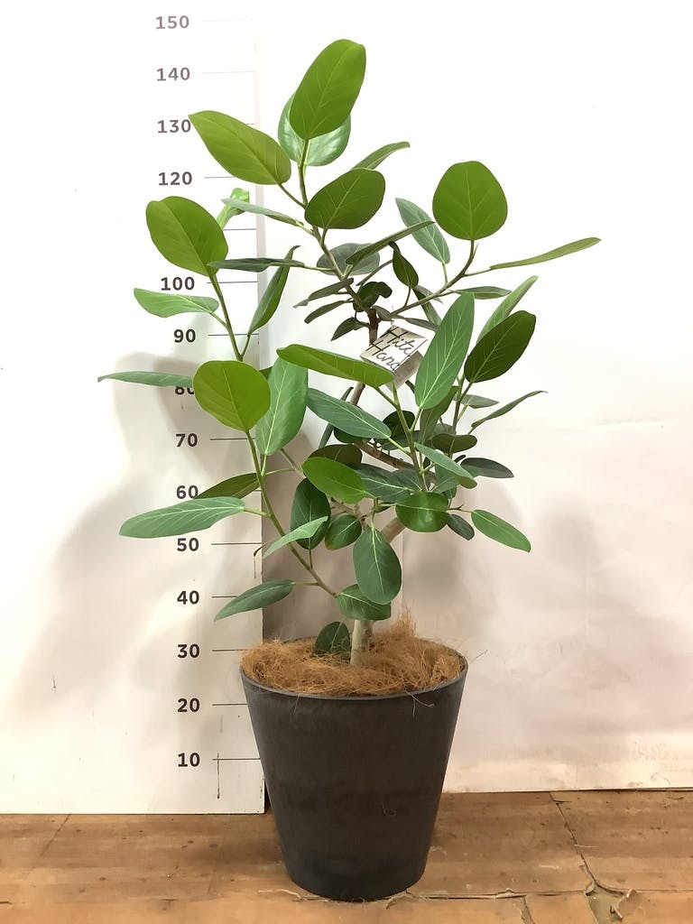 観葉植物 フィカス ベンガレンシス 8号 曲り アートストーン ラウンド