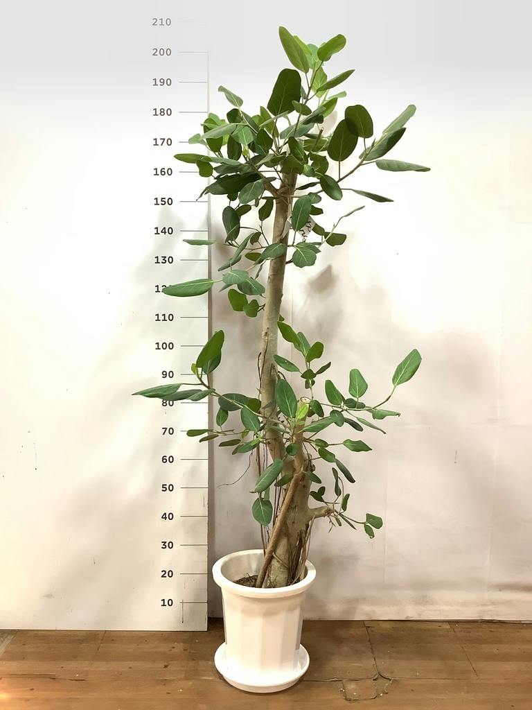 観葉植物 フィカス ベンガレンシス 10号 ストレート プラスチック鉢