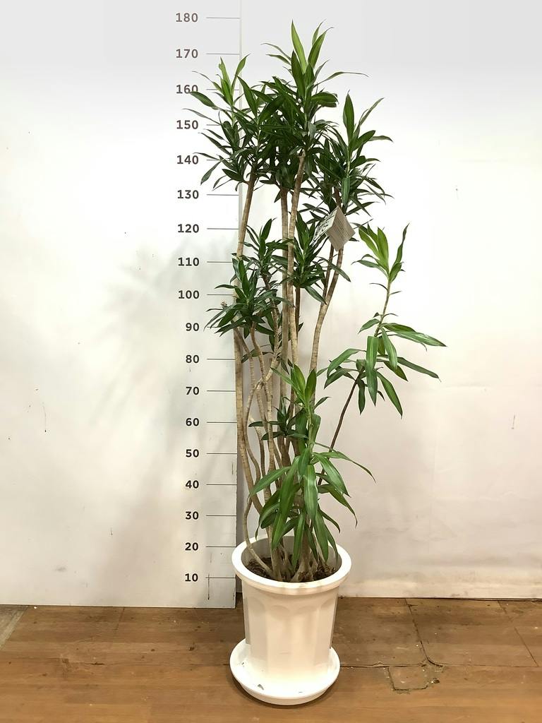観葉植物 ドラセナ ソング オブ ジャマイカ 10号 プラスチック鉢