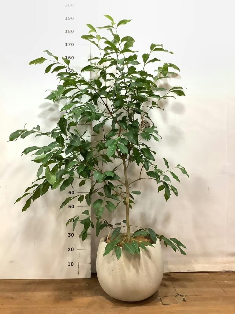 観葉植物 アマゾンオリーブ (ムラサキフトモモ) 8号 テラニアス ロー