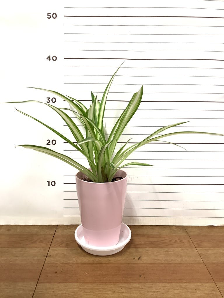 完売御礼】オリヅルラン 4号鉢 大苗 3株 ランナー付 空気清浄 風水