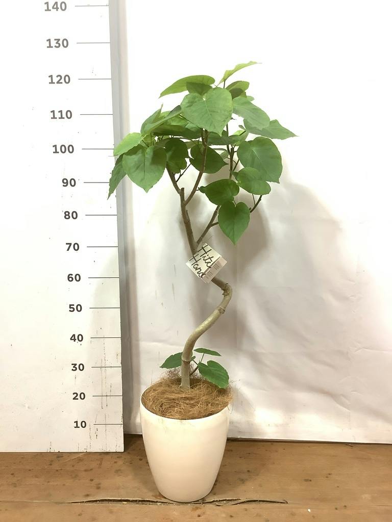 観葉植物 フィカスウンベラータ 7号 曲り プラスチック鉢 | 観葉植物