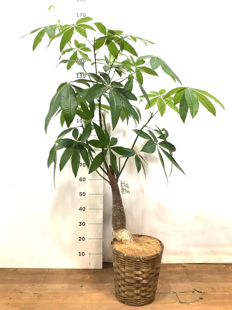 観葉植物 パキラ 8号 実生（みしょう） 竹バスケット 付き | 観葉植物