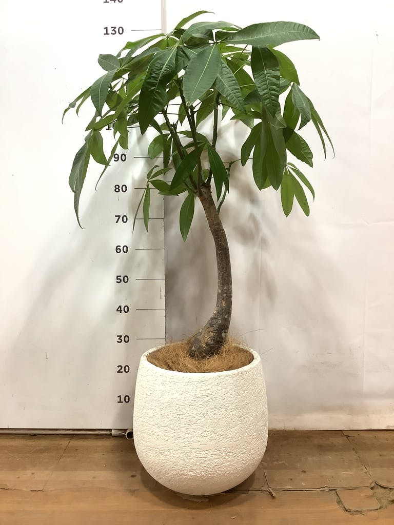 観葉植物 パキラ 8号 実生（みしょう） セドナロング グレイ