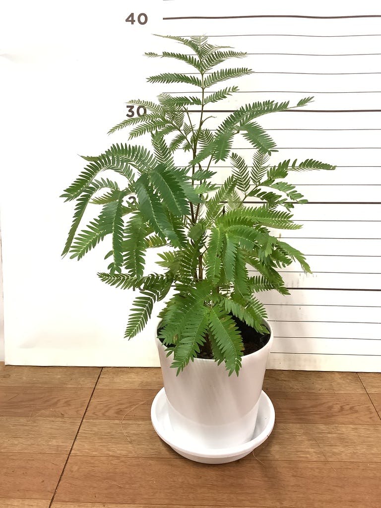 観葉植物 エバーフレッシュ【180cm】9号 プラスチック鉢 #69996 ※1都3