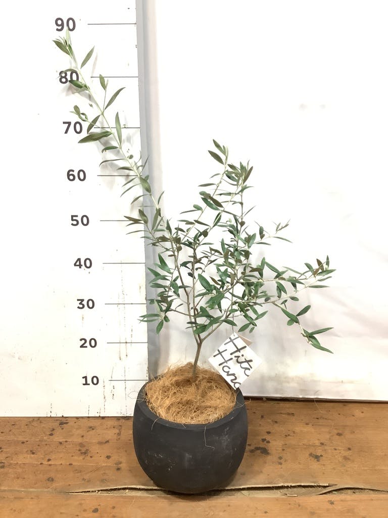 観葉植物 フェイジョア【185cm】11号 創樹トライアンフ プラスチック鉢