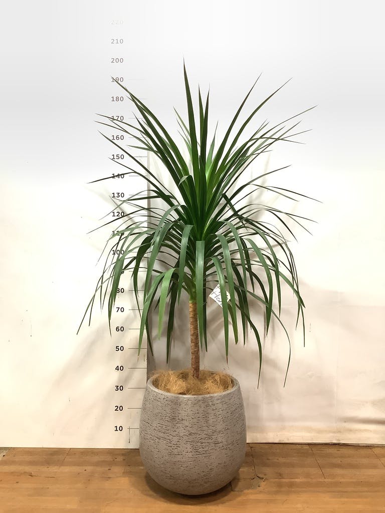 ドラセナ カンボジアーナ 10号 | 観葉植物通販HitoHana(ひとはな)