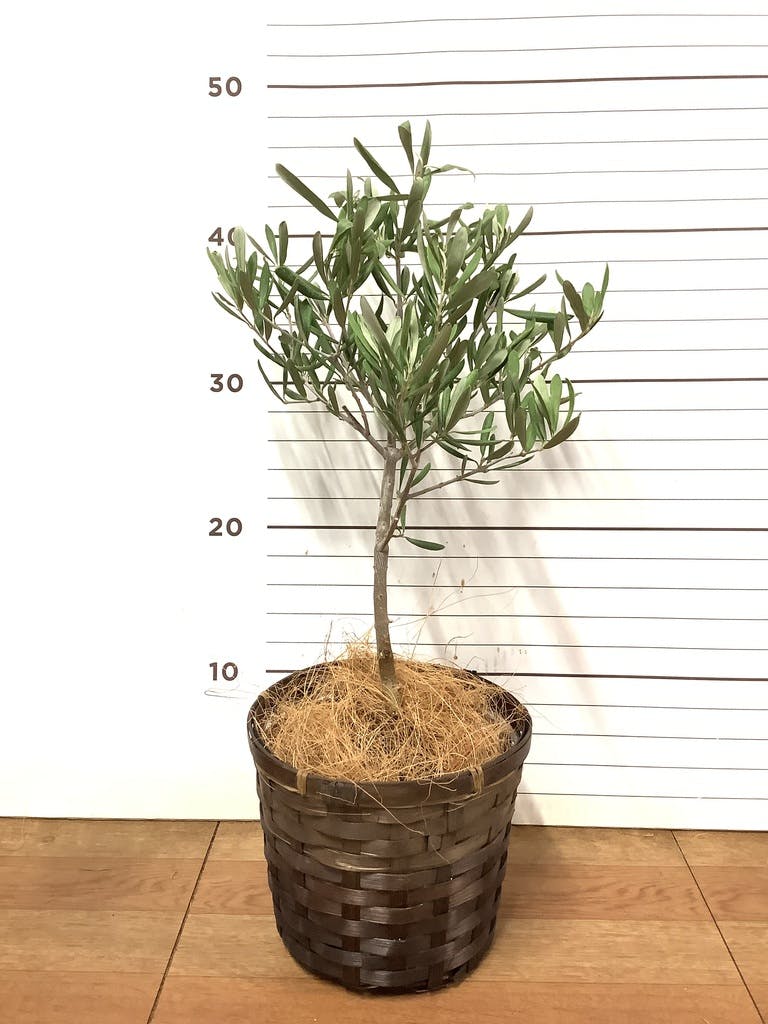 観葉植物 オリーブの木【165cm】12号 創樹 ネバディロブランコ