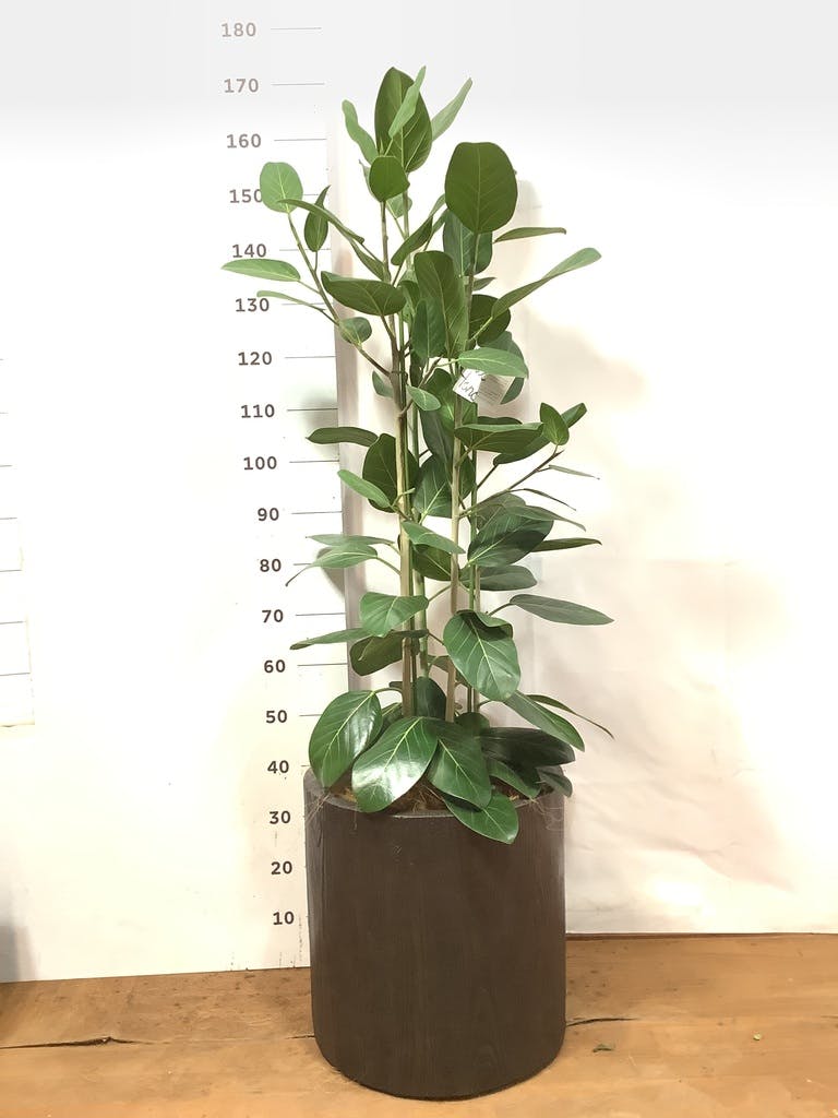 観葉植物 フィカス ベンガレンシス 10号 寄せ ウッドプランター 付き