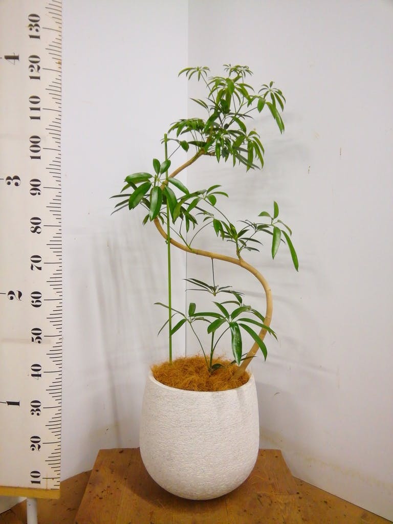 観葉植物 シェフレラ アンガスティフォリア 8号 曲り プラスチック鉢
