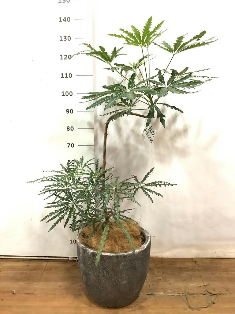 観葉植物 グリーンアラレア 8号 曲り プラスチック鉢 | 観葉植物なら