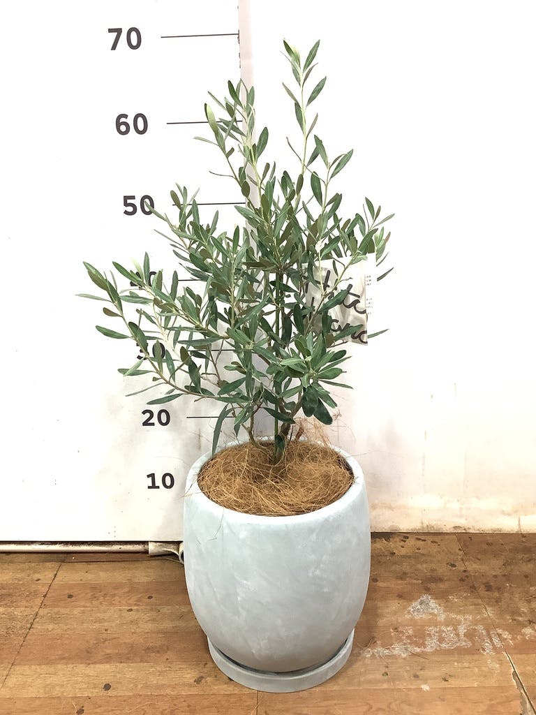 観葉植物 オリーブ 6号 チプレッシーノ プラスチック鉢 | 観葉植物なら