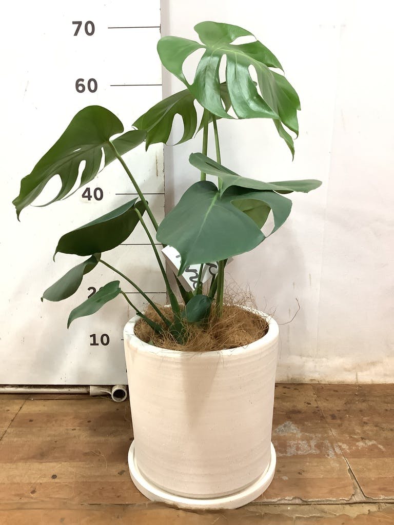 観葉植物 モンステラ 6号 プラスチック鉢 | 観葉植物ならHitoHana(ひと