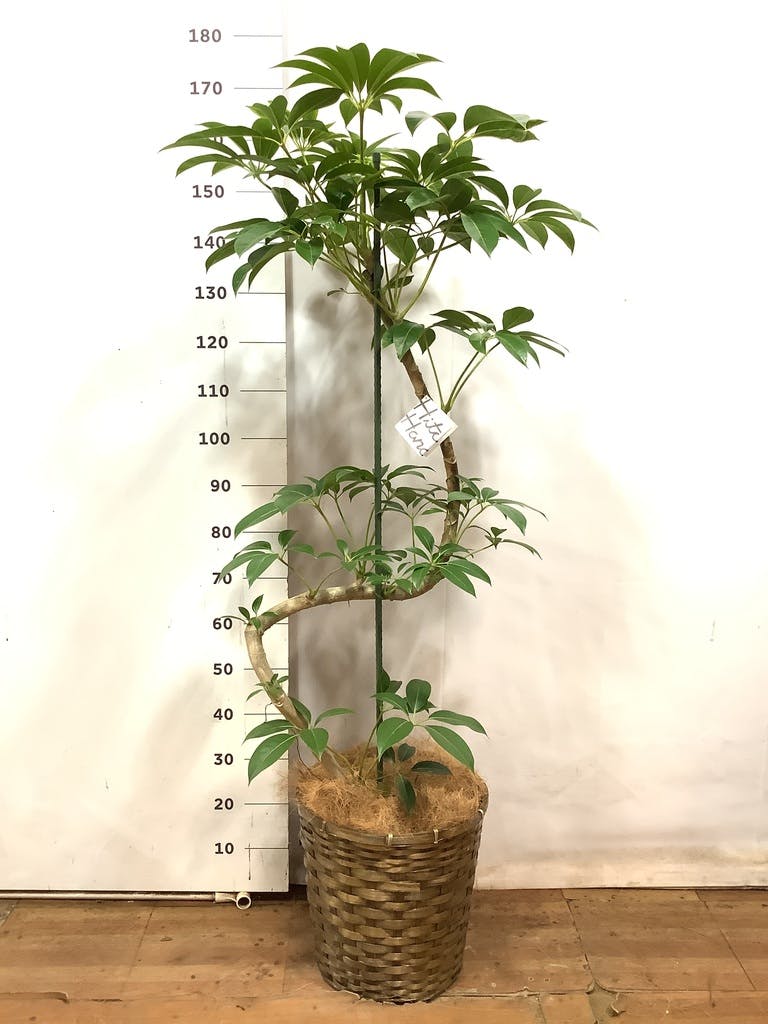 ツピダンサス 10号 | 観葉植物通販HitoHana(ひとはな)