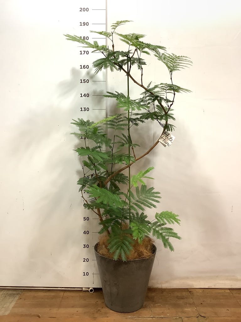 観葉植物 エバーフレッシュ 10号 曲り リブバスケットNatural 付き | 観葉植物ならHitoHana(ひとはな)