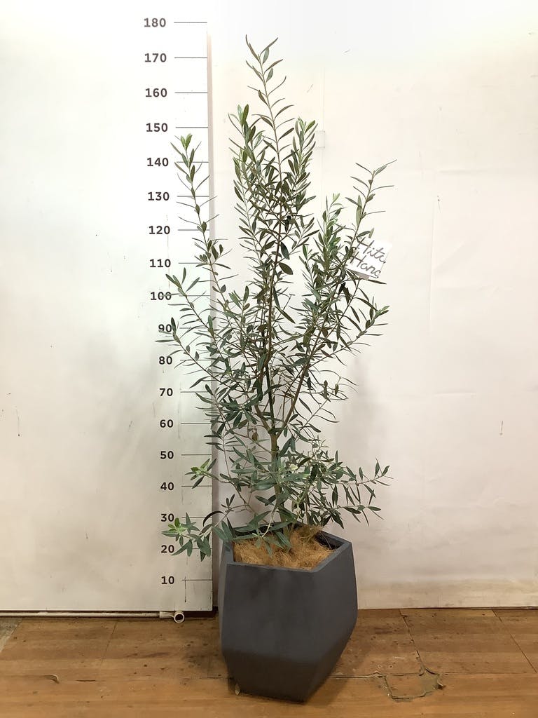 観葉植物 フェイジョア【185cm】11号 創樹トライアンフ プラスチック鉢