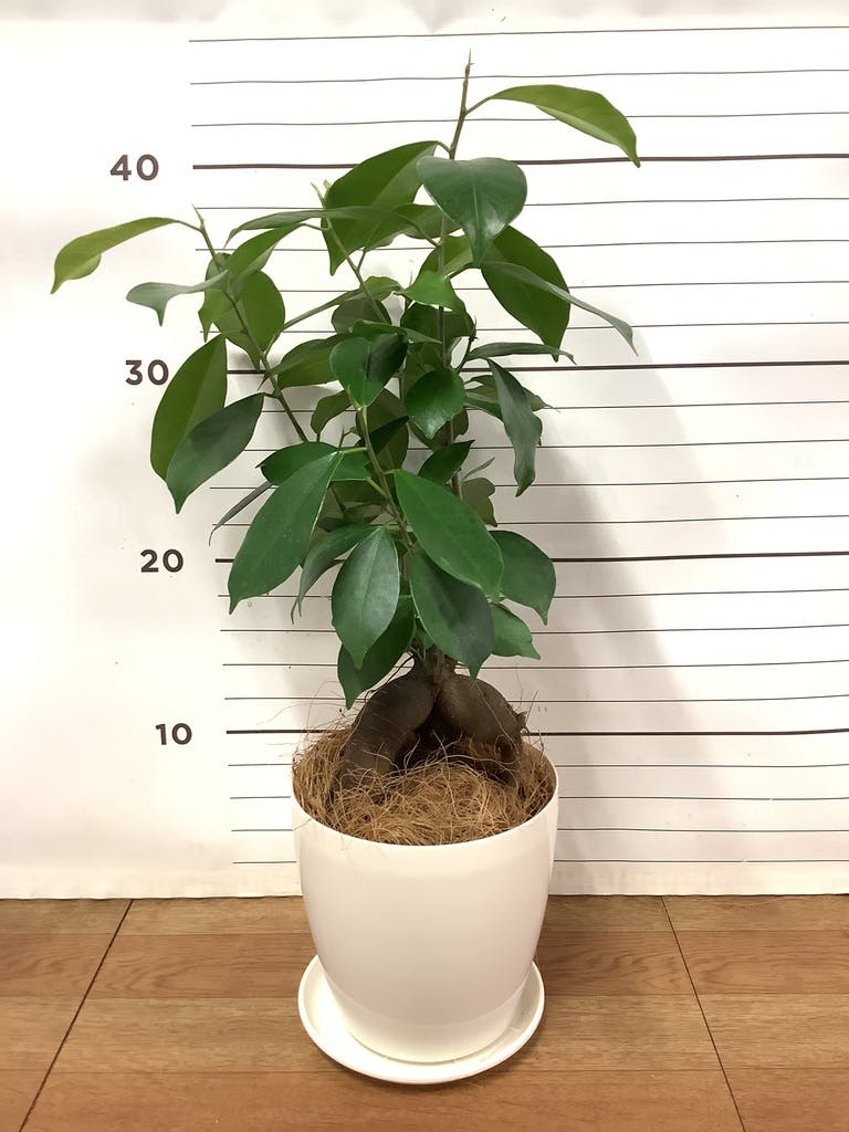 観葉植物 ガジュマル 4号 股仕立て ラスターポット 付き | 観葉植物