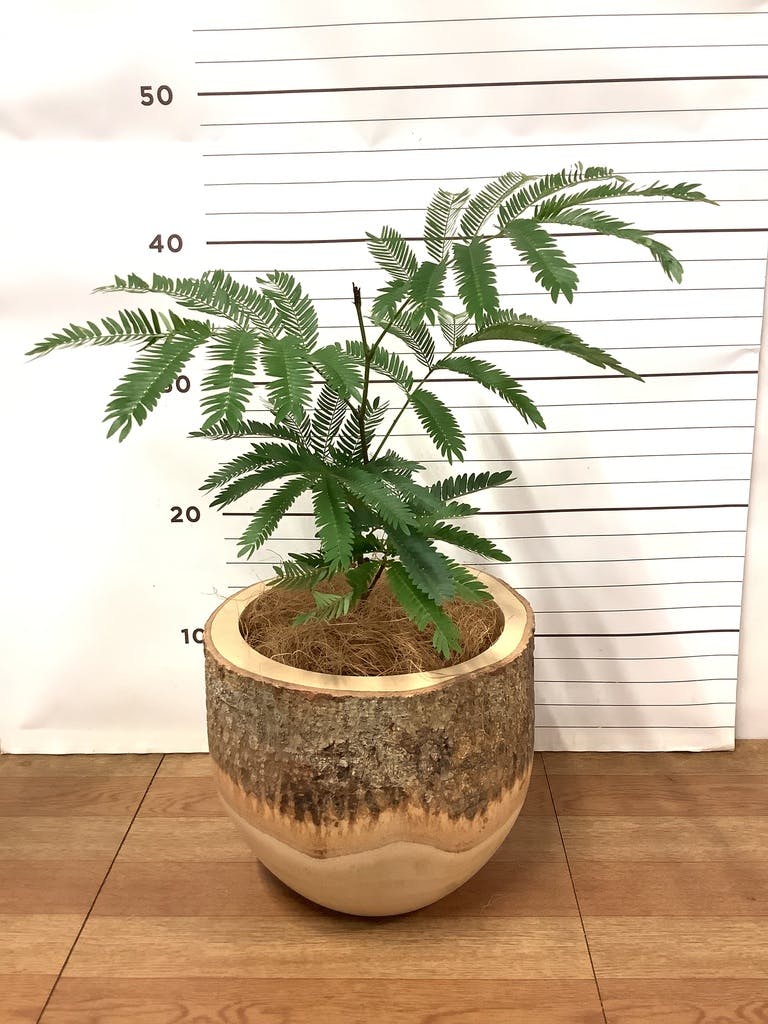 観葉植物 エバーフレッシュ【180cm】9号 プラスチック鉢 #69996 ※1都3