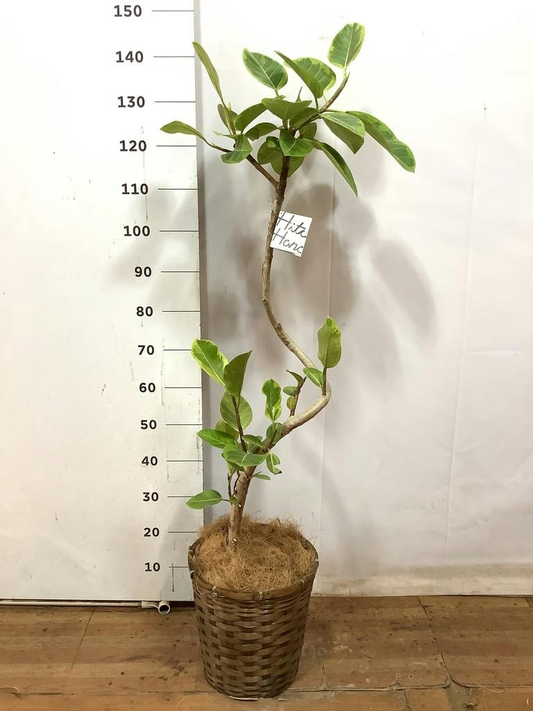 観葉植物 フィカス アルテシーマ 8号 曲り 竹バスケット 付き | 観葉