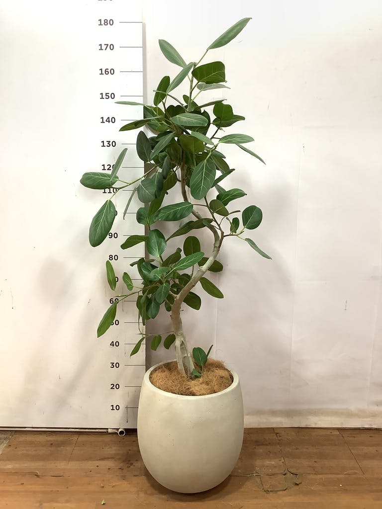 観葉植物 フィカス ベンガレンシス 8号 曲り プラスチック鉢 | 観葉