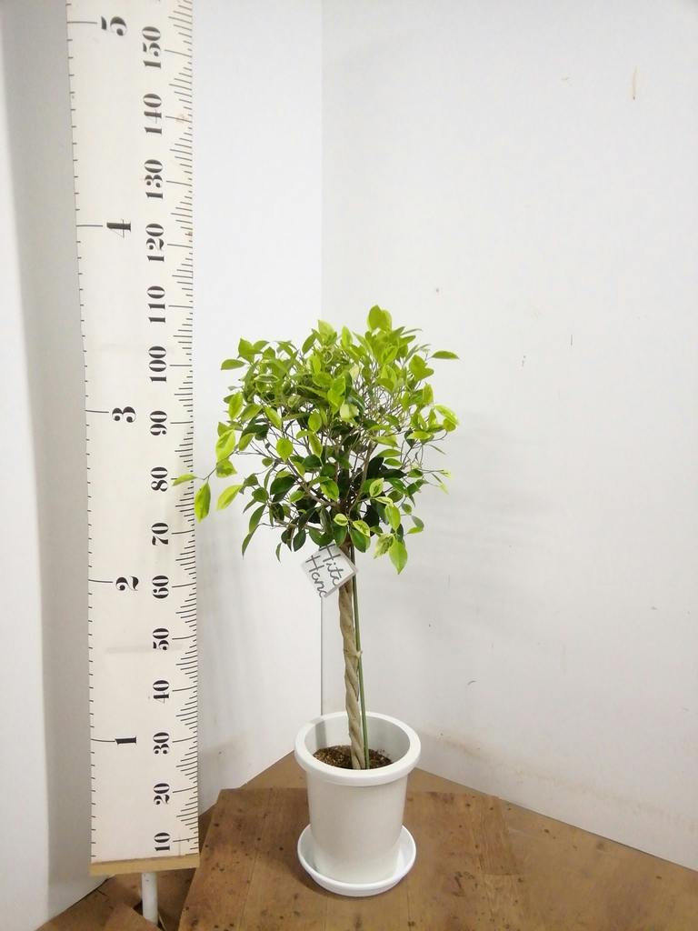 フィカス ベンジャミン ゴールデンスポット | 観葉植物 | 送料無料でお