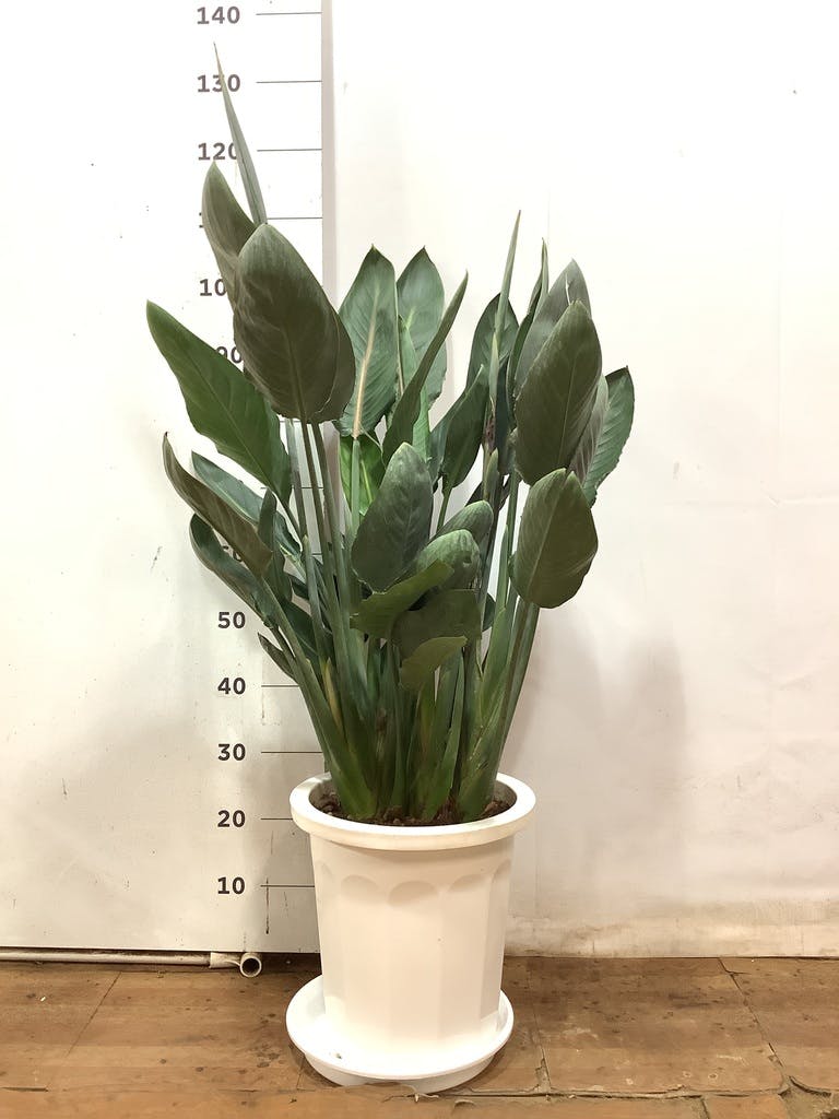 観葉植物 ストレリチア (ストレチア) レギネ 10号 プラスチック